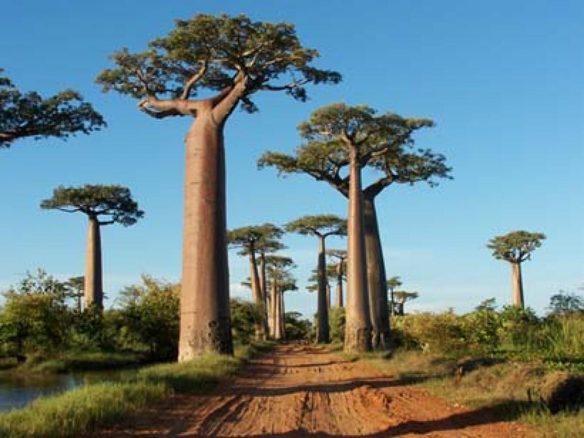 The HR message of bottle tree of Madagascar – be like how you appear